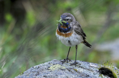 Blåhals (Luscinia svecica)