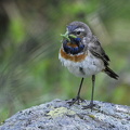 Blåhals (Luscinia svecica)