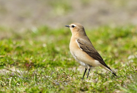  Stenpikker (Oenanthe oenanthe)