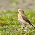  Stenpikker (Oenanthe oenanthe)