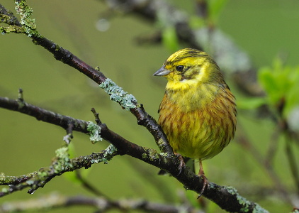 Gulspurv (Emberiza citrinella)