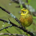 Gulspurv (Emberiza citrinella)