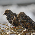  Stær (Sturnus vulgaris)
