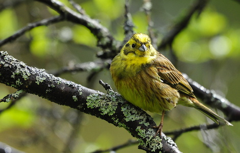 Gulspurv (Emberiza citrinella)