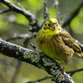 Gulspurv (Emberiza citrinella)