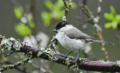 Sumpmejse (Poecile palustris)