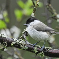 Sumpmejse (Poecile palustris)