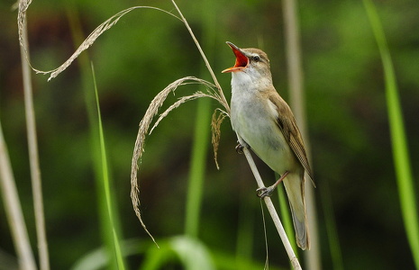 Drosselrørsanger (Acrocephalus arundinaceus)