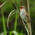 Drosselrørsanger (Acrocephalus arundinaceus)