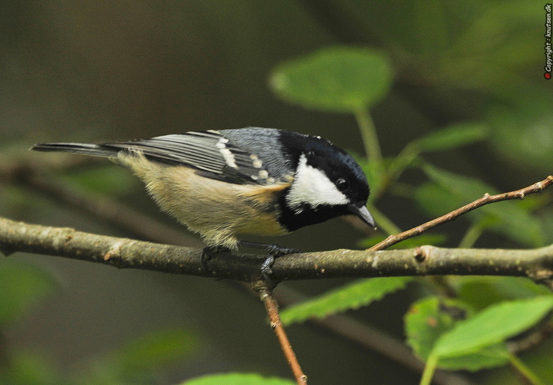 _DSC9030.JPG