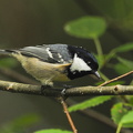 Sortmejse (Periparus ater)