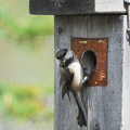 Lapmejse (Poecile cinctus)