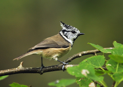 Topmejse (Lophophanes)