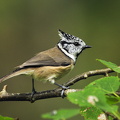 Topmejse (Lophophanes)