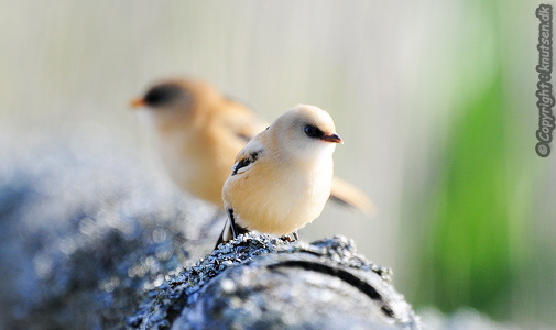 Skægmejse (Panurus biarmicus)