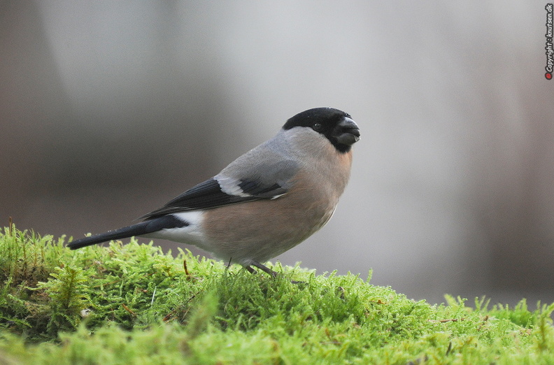 DSC_8187.jpg