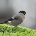 Dompap (Pyrrhula pyrrhula)
