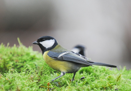 Musvit (Parus major)