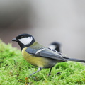 Musvit (Parus major)