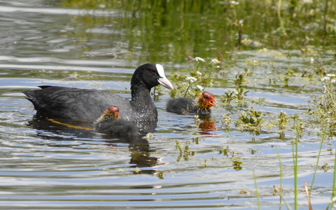 Blishøne (Fulica atra)