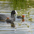 Blishøne (Fulica atra)