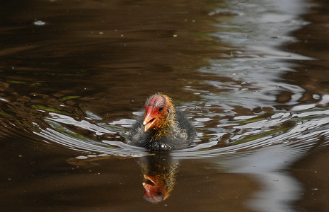 Blishøne (Fulica atra)