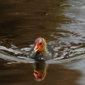 Blishøne (Fulica atra)