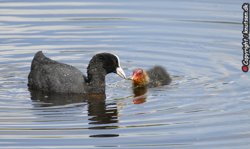 Blishøne (Fulica atra)