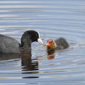 Blishøne (Fulica atra)