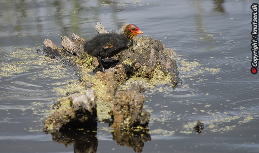 Blishøne (Fulica atra)