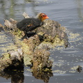 Blishøne (Fulica atra)