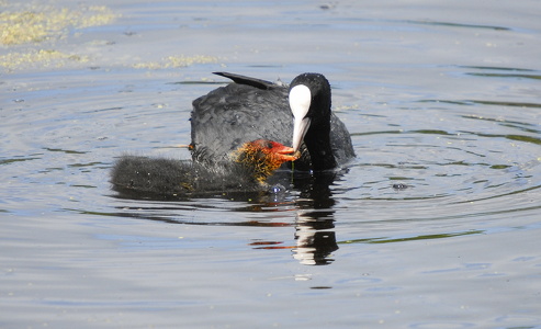 Blishøne (Fulica atra)