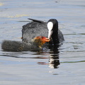 Blishøne (Fulica atra)