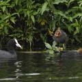 Blishøne (Fulica atra)