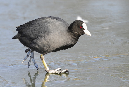 Blishøne (Fulica atra)