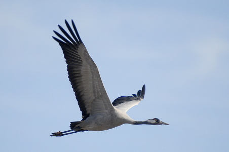  Trane (Grus grus)