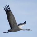  Trane (Grus grus)