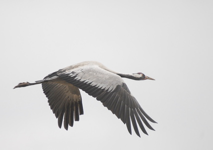  Trane (Grus grus)