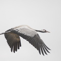  Trane (Grus grus)