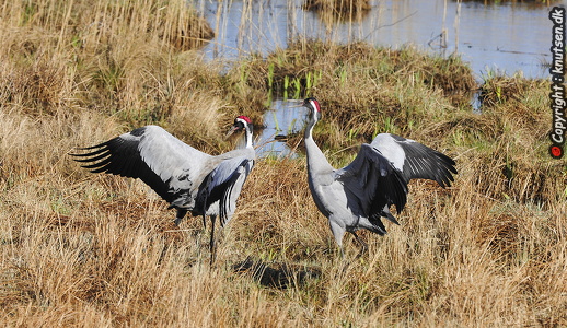  Trane (Grus grus)
