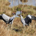  Trane (Grus grus)