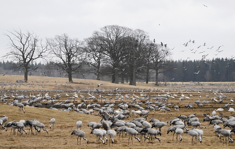  Trane (Grus grus)