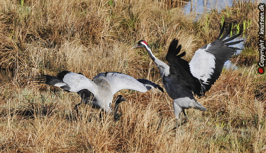  Trane (Grus grus)