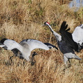  Trane (Grus grus)
