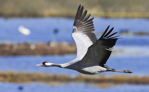  Trane (Grus grus)