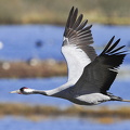  Trane (Grus grus)