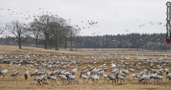  Trane (Grus grus)