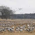  Trane (Grus grus)