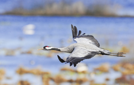 Trane (Grus grus)