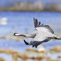 Trane (Grus grus)